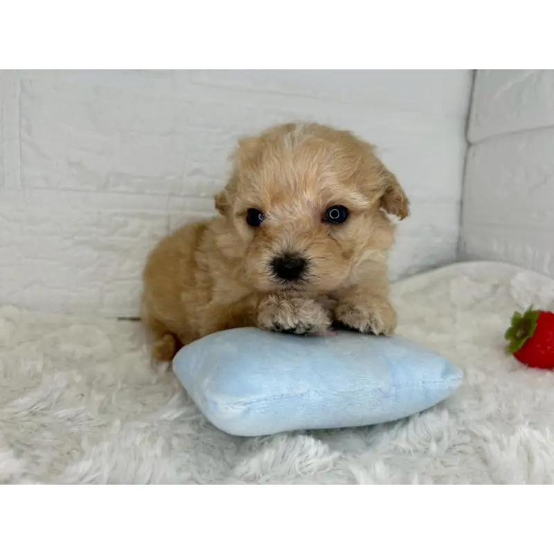 販売中の茨城県のマルプー:マルチーズ×トイプードル-454343の10枚目