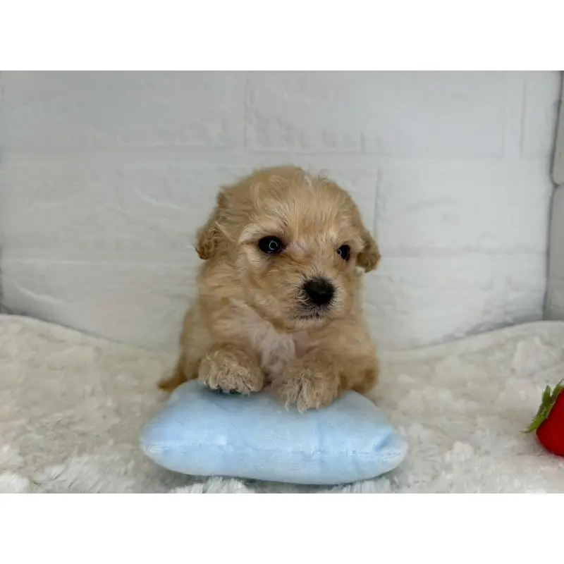 販売中の茨城県のマルプー:マルチーズ×トイプードル-454343の9枚目