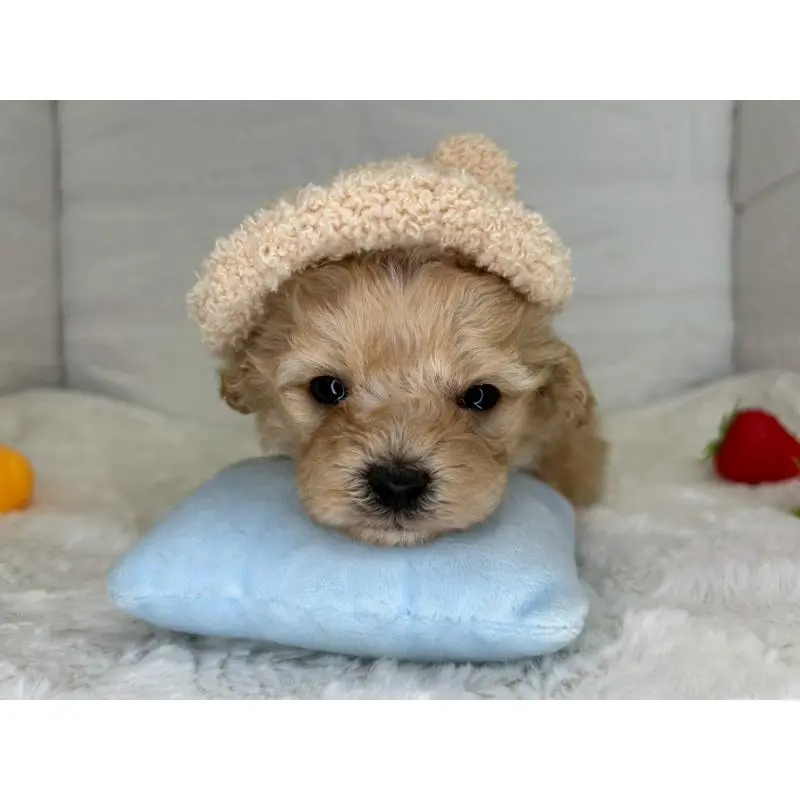 販売中の茨城県のマルプー:マルチーズ×トイプードル-454343の8枚目