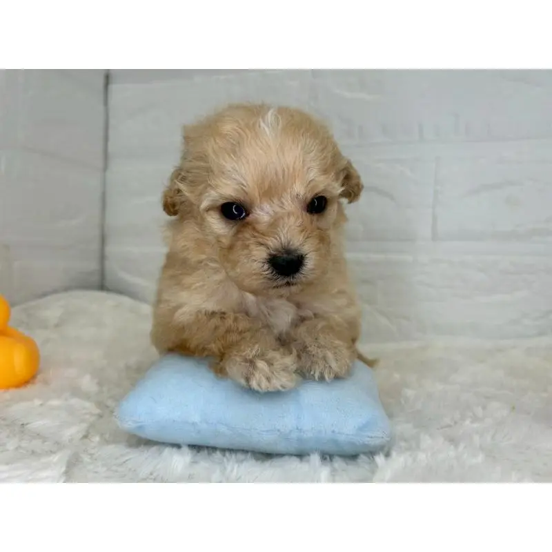 販売中の茨城県のマルプー:マルチーズ×トイプードル-454343の7枚目