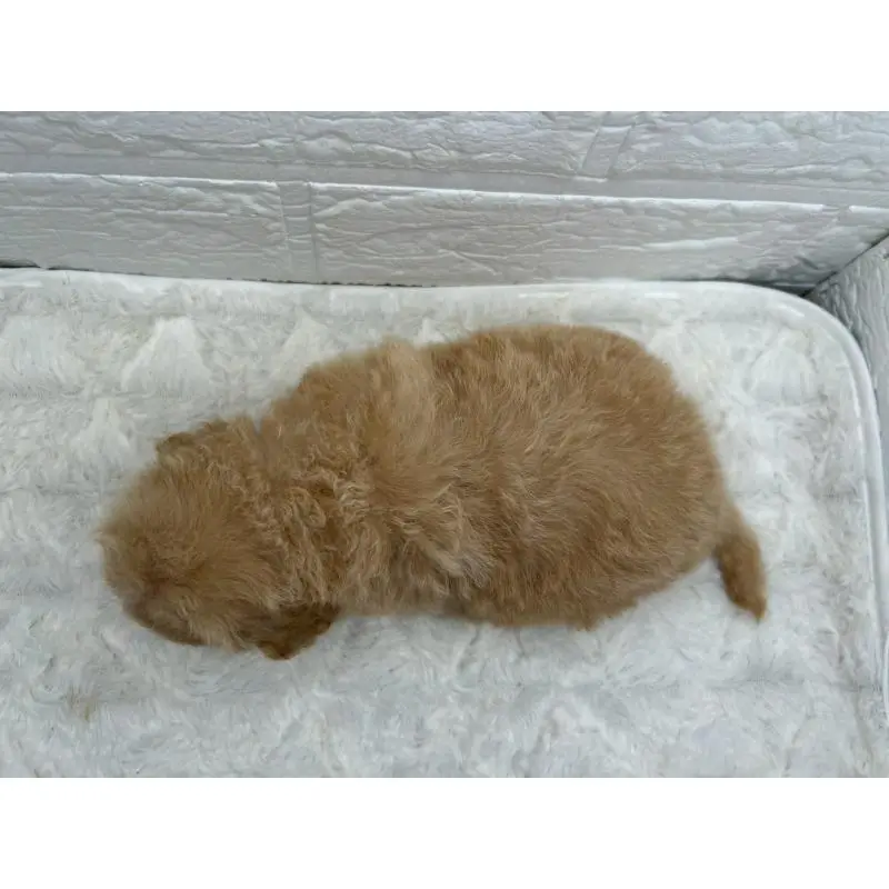 販売中の茨城県のマルプー:マルチーズ×トイプードル-454343の6枚目