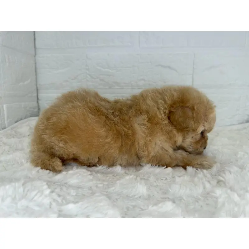 販売中の茨城県のマルプー:マルチーズ×トイプードル-454343の5枚目