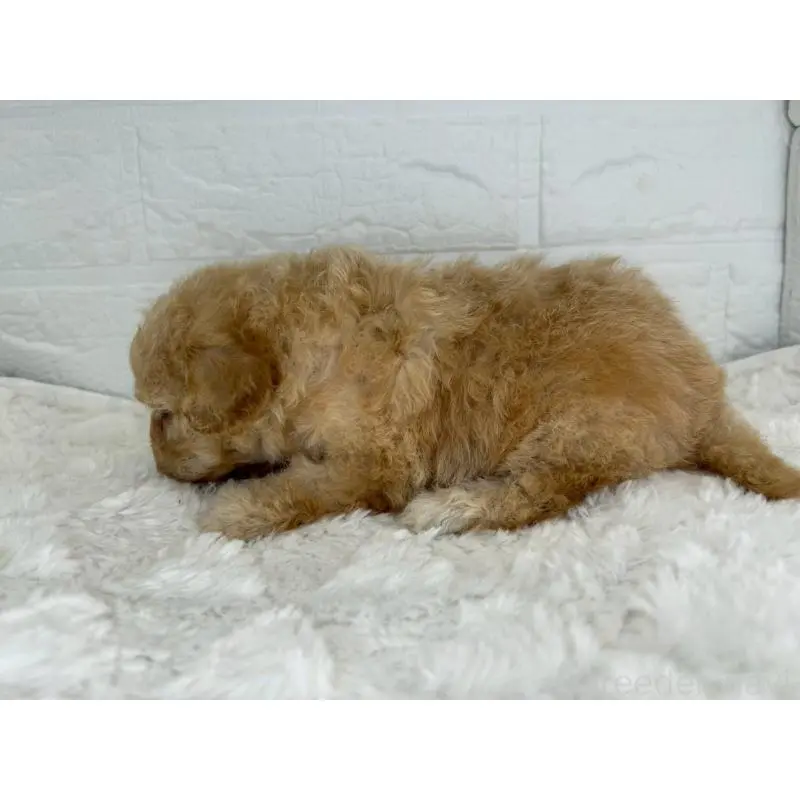 販売中の茨城県のマルプー:マルチーズ×トイプードル-454343の4枚目