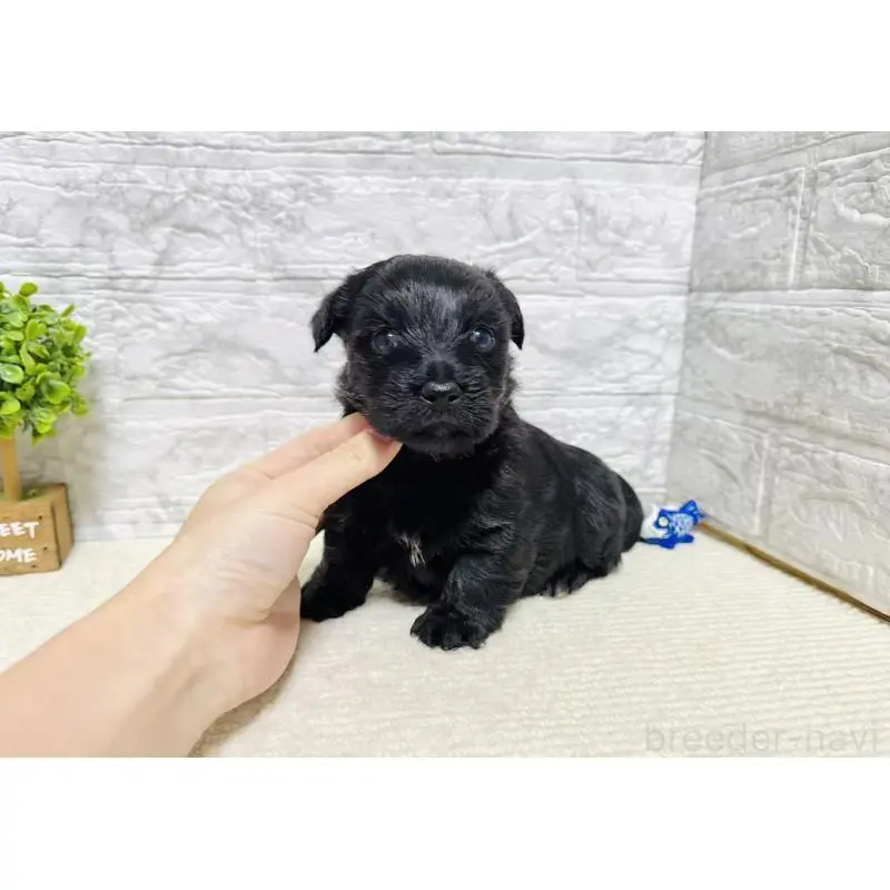 販売中の岐阜県のミックス犬-454344の7枚目