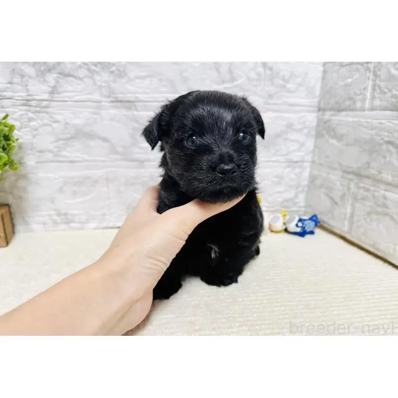 販売中の岐阜県のミックス犬-454344の5枚目