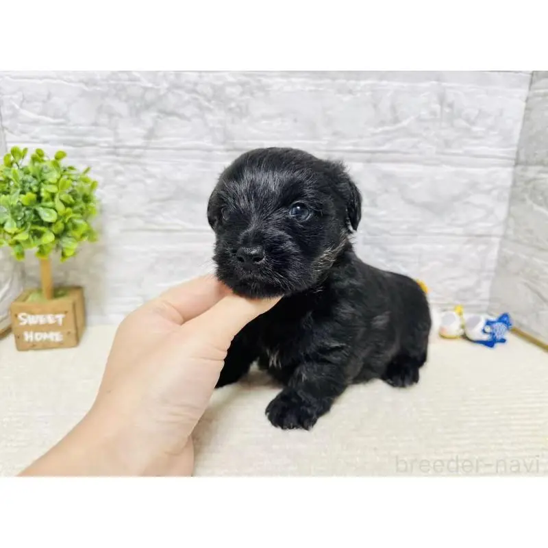 販売中の岐阜県のミックス犬-454344の6枚目