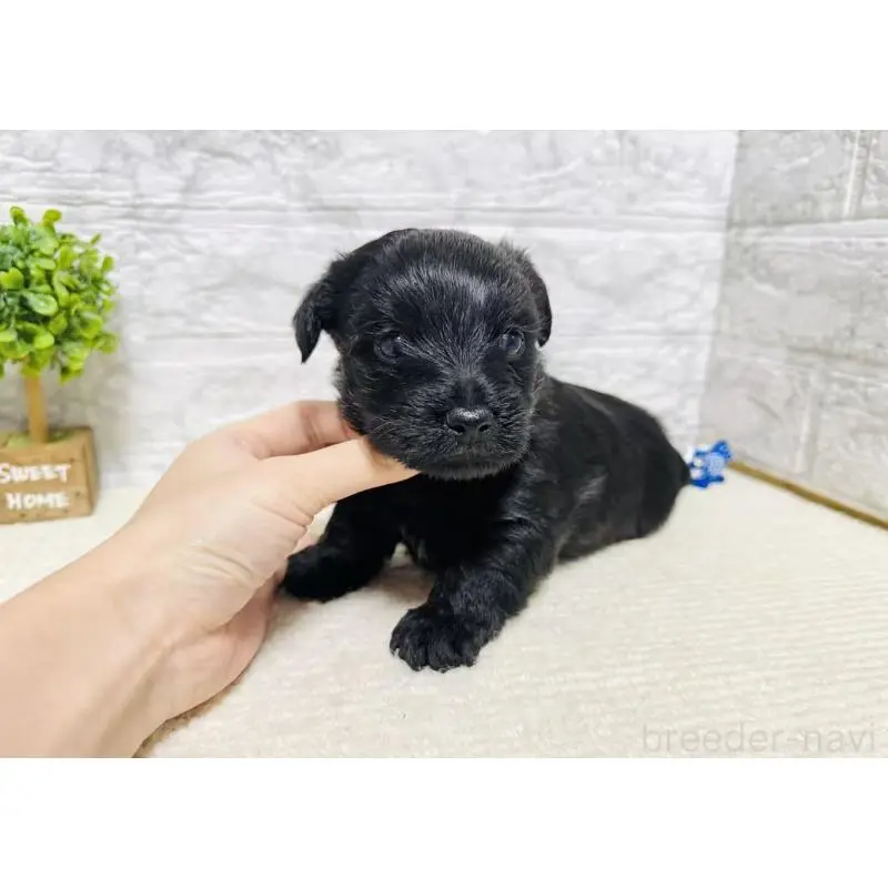 販売中の岐阜県のミックス犬-454344の4枚目