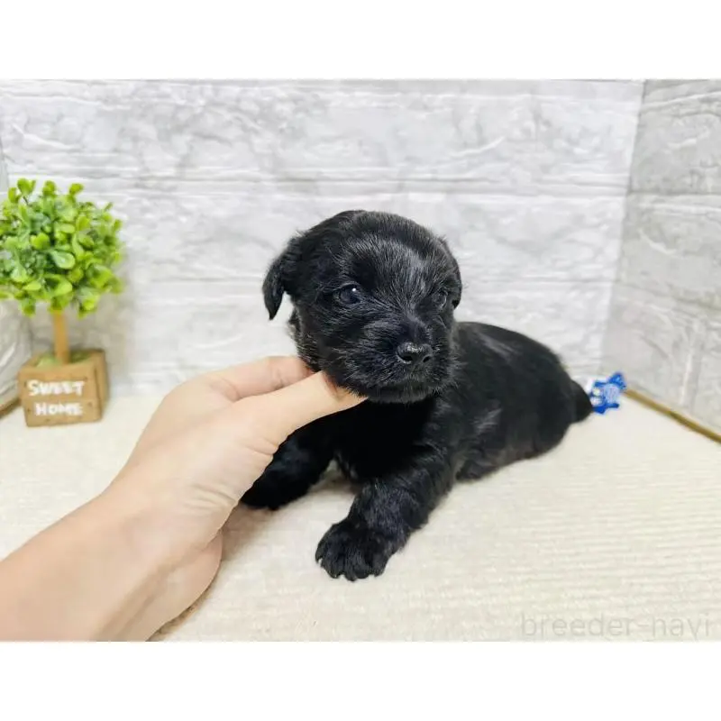 販売中の岐阜県のミックス犬-454344の3枚目