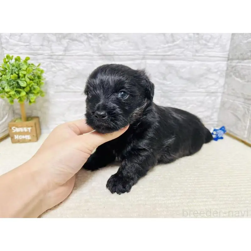 販売中の岐阜県のミックス犬-454344の2枚目