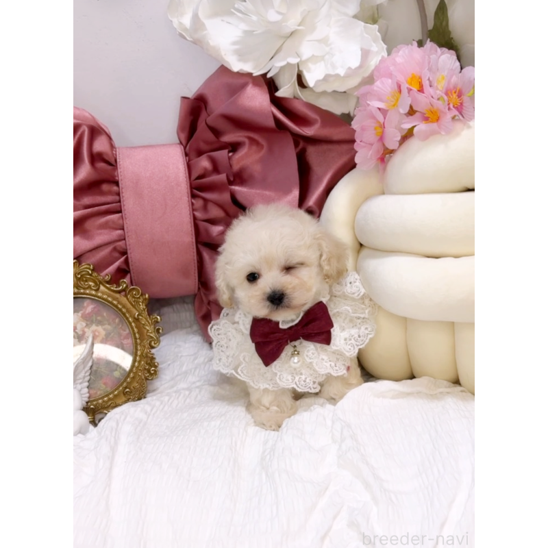 販売中の大阪府のティーカッププードル-450232の8枚目