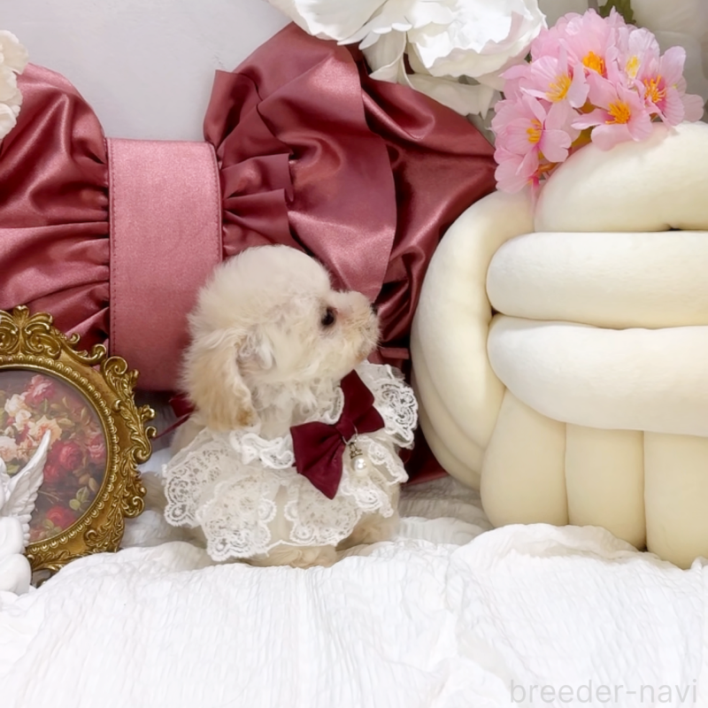 販売中の大阪府のティーカッププードル-450232の7枚目