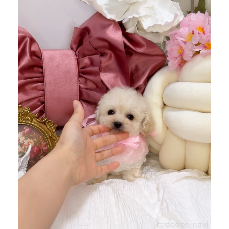 販売中の大阪府のティーカッププードル-450232の6枚目