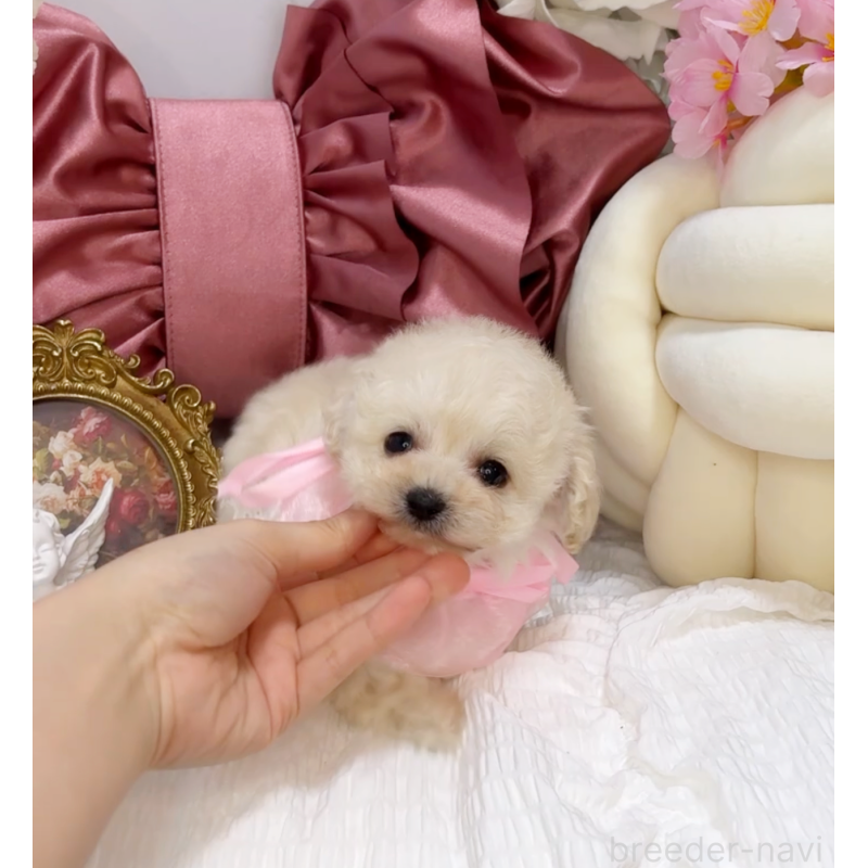 販売中の大阪府のティーカッププードル-450232の5枚目