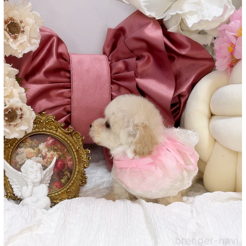 販売中の大阪府のティーカッププードル-450232の4枚目