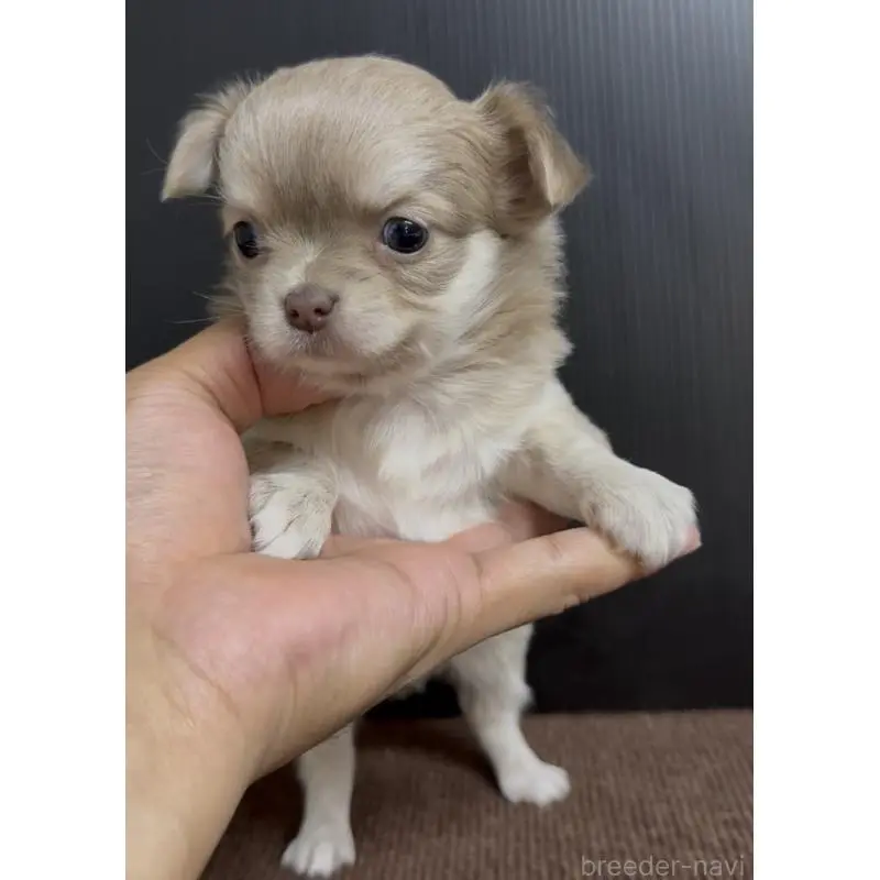 販売中の福岡県のチワワ(ロングコート)-454345の4枚目