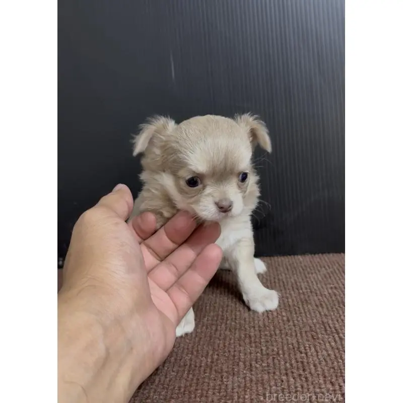 販売中の福岡県のチワワ(ロングコート)-454345の3枚目