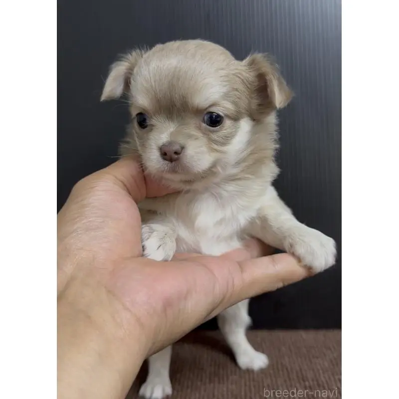 販売中の福岡県のチワワ(ロングコート)-454345の2枚目