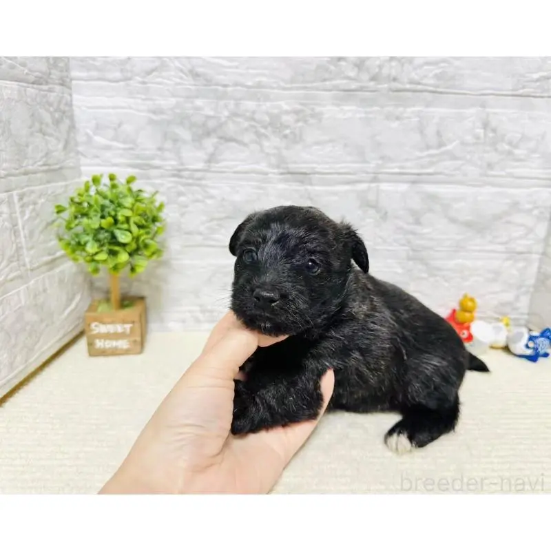 販売中の岐阜県のミックス犬-454346の8枚目