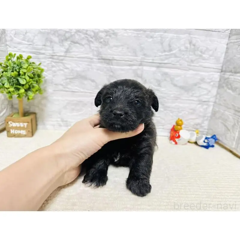 販売中の岐阜県のミックス犬-454346の7枚目