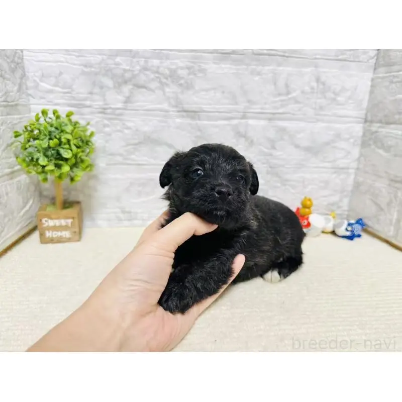 販売中の岐阜県のミックス犬-454346の5枚目