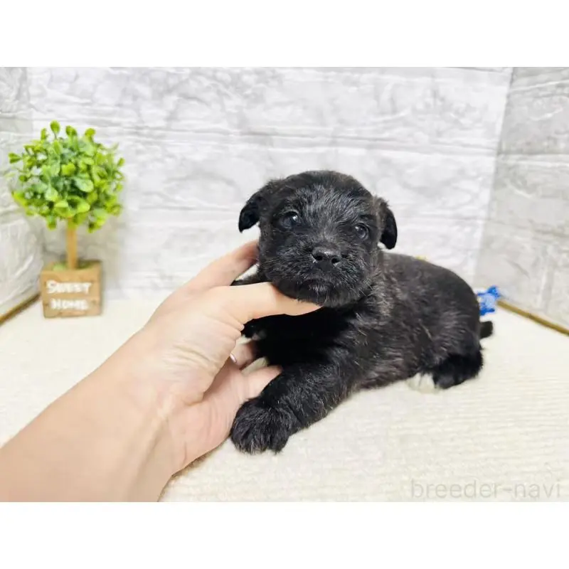 販売中の岐阜県のミックス犬-454346の4枚目