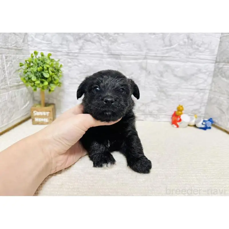 販売中の岐阜県のミックス犬-454346の3枚目