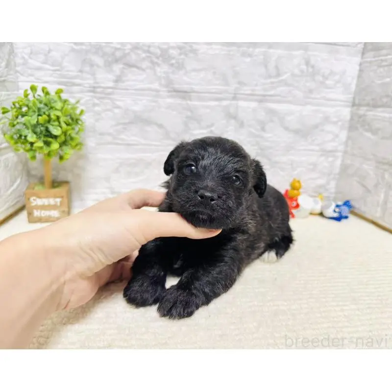 販売中の岐阜県のミックス犬-454346の2枚目