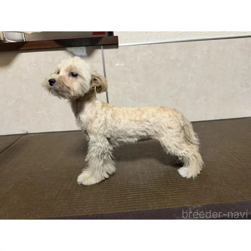 販売中の東京都のマルプー:マルチーズ×トイプードル-454347の4枚目
