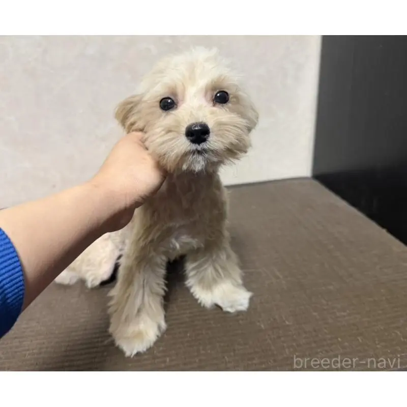 販売中の東京都のマルプー:マルチーズ×トイプードル-454347の3枚目