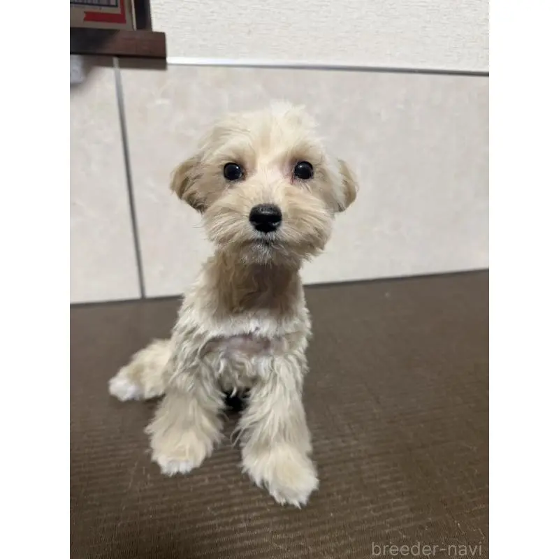 販売中の東京都のマルプー:マルチーズ×トイプードル-454347の2枚目