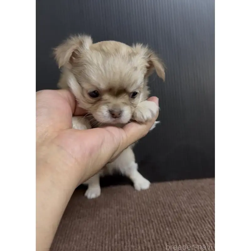 販売中の福岡県のチワワ(ロングコート)-454348の3枚目