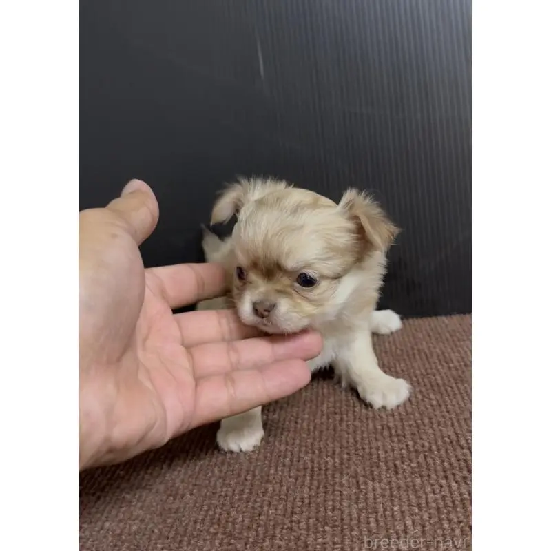 販売中の福岡県のチワワ(ロングコート)-454348の2枚目