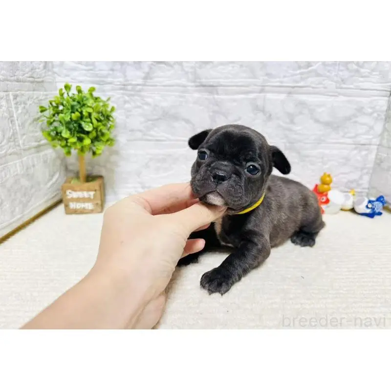 販売中の岐阜県のフレンチブルドッグ-454349の9枚目