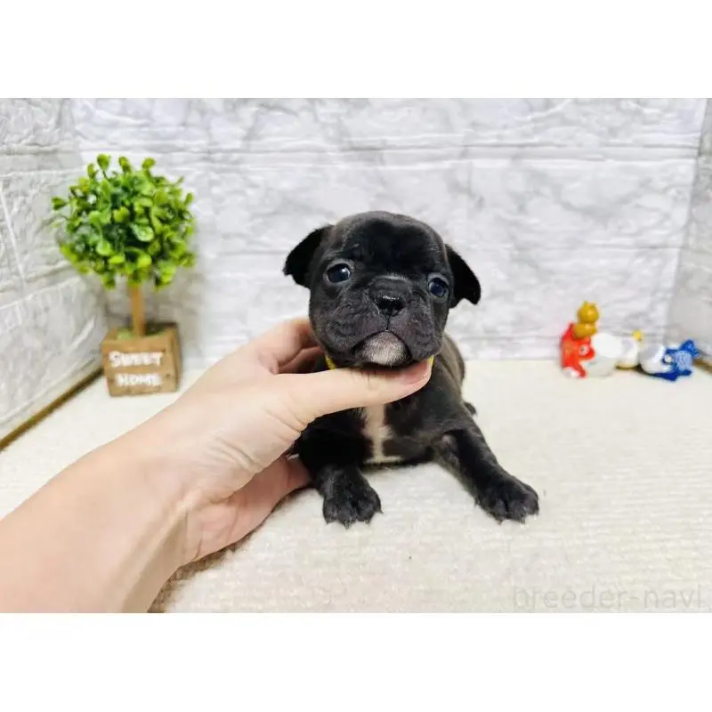 販売中の岐阜県のフレンチブルドッグ-454349の8枚目