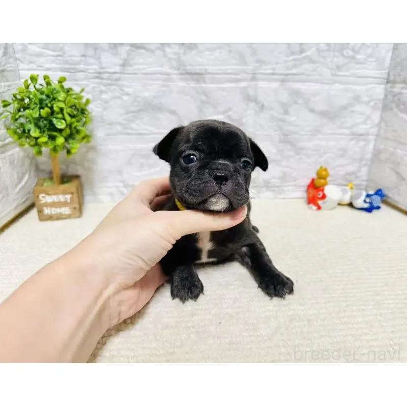 販売中の岐阜県のフレンチブルドッグ-454349の7枚目