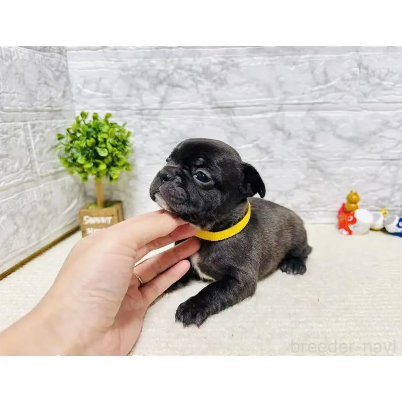 販売中の岐阜県のフレンチブルドッグ-454349の6枚目