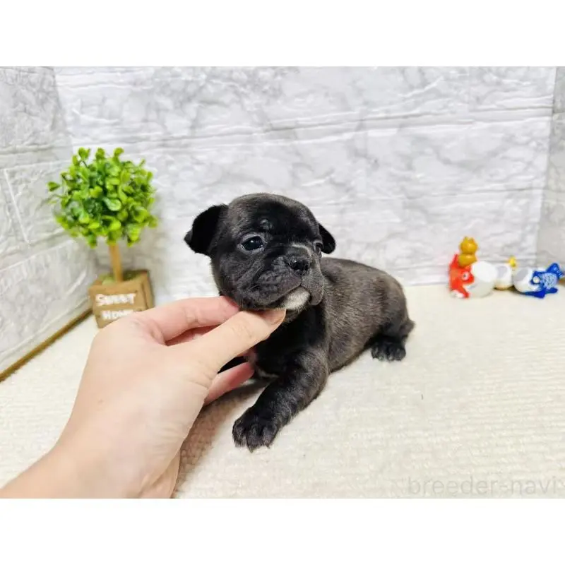 販売中の岐阜県のフレンチブルドッグ-454349の5枚目