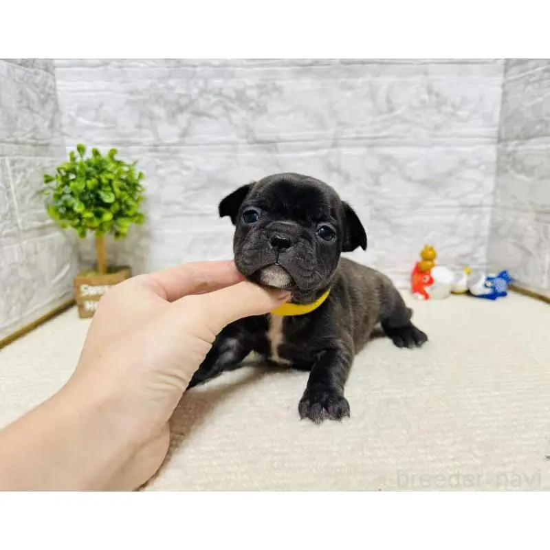 販売中の岐阜県のフレンチブルドッグ-454349の4枚目