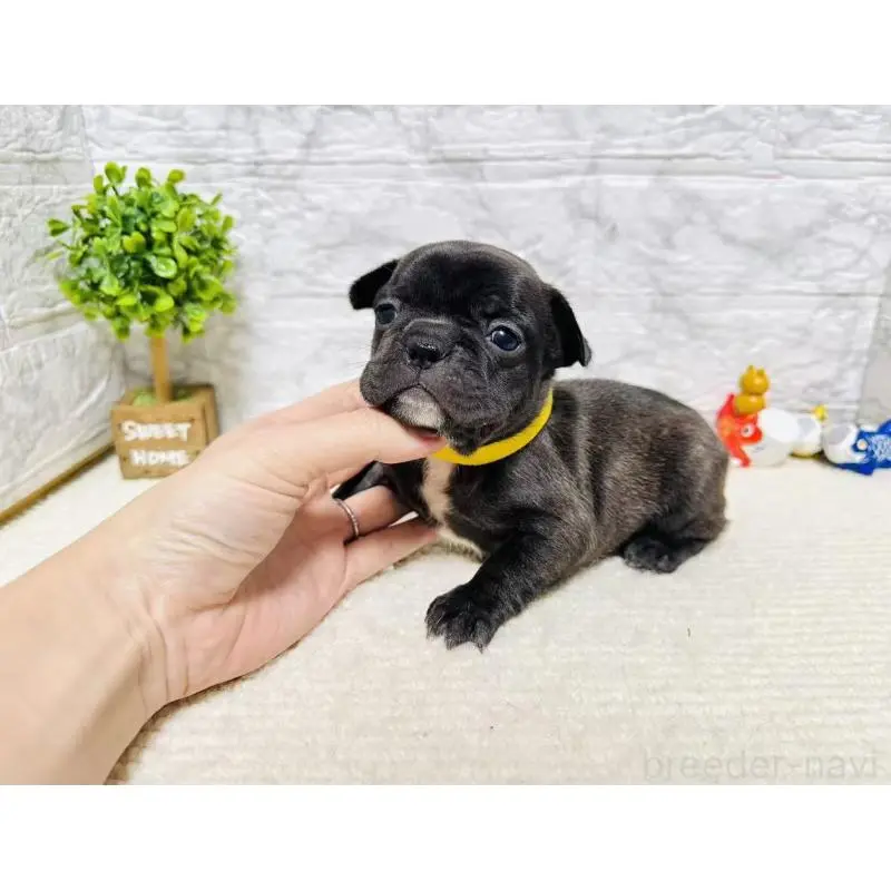 販売中の岐阜県のフレンチブルドッグ-454349の2枚目