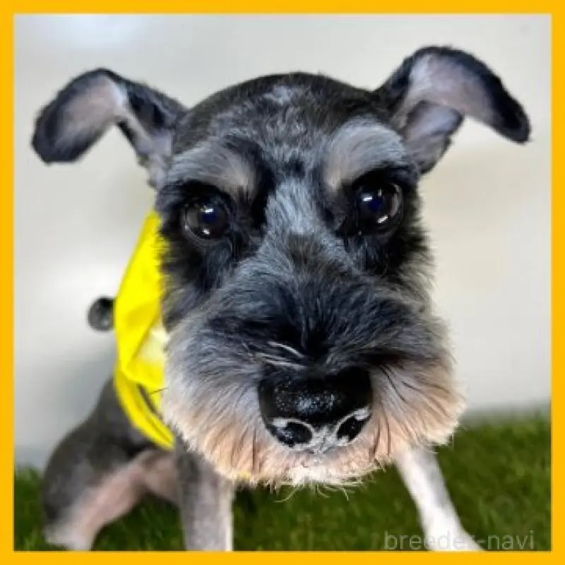 やよいちゃん2枚目