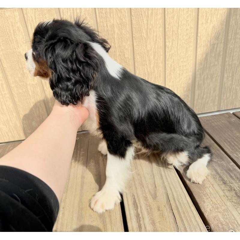 販売中の埼玉県のキャバリアキングチャールズスパニエル-435010の4枚目