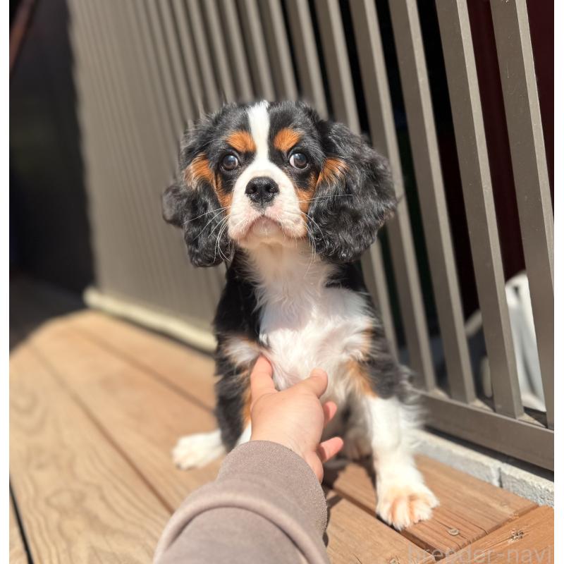 販売中の埼玉県のキャバリアキングチャールズスパニエル-435010の3枚目