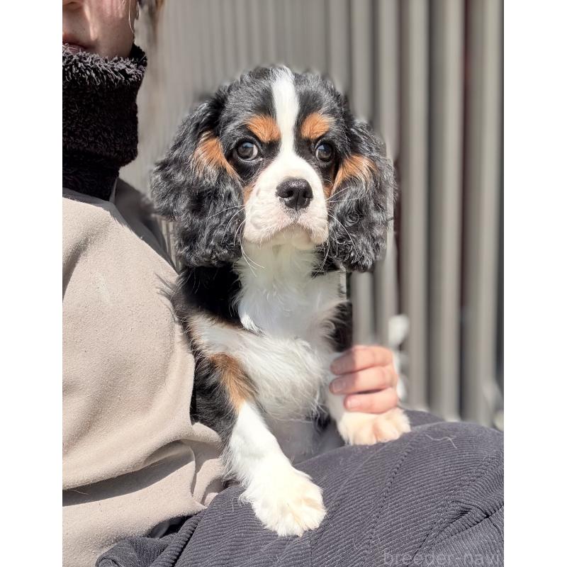 販売中の埼玉県のキャバリアキングチャールズスパニエル-435010の2枚目