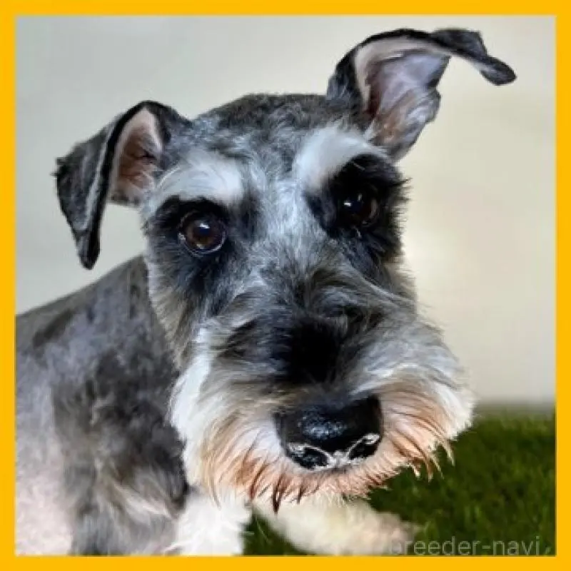 くれはちゃん2枚目