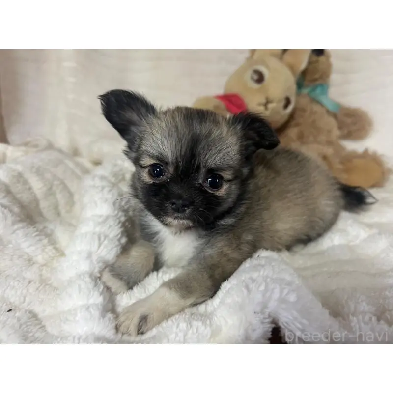 販売中の京都府のチワワ(ロングコート)-454350の8枚目