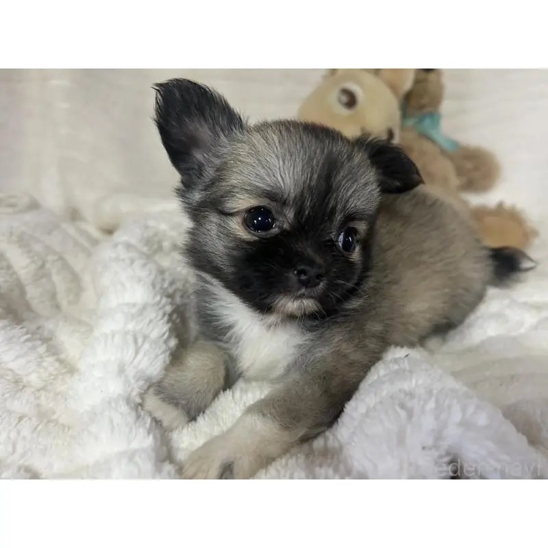 販売中の京都府のチワワ(ロングコート)-454350の7枚目