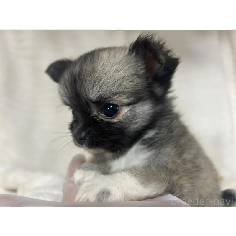 販売中の京都府のチワワ(ロングコート)-454350の6枚目