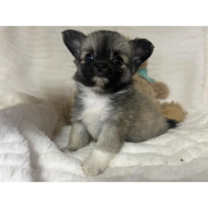 販売中の京都府のチワワ(ロングコート)-454350の5枚目