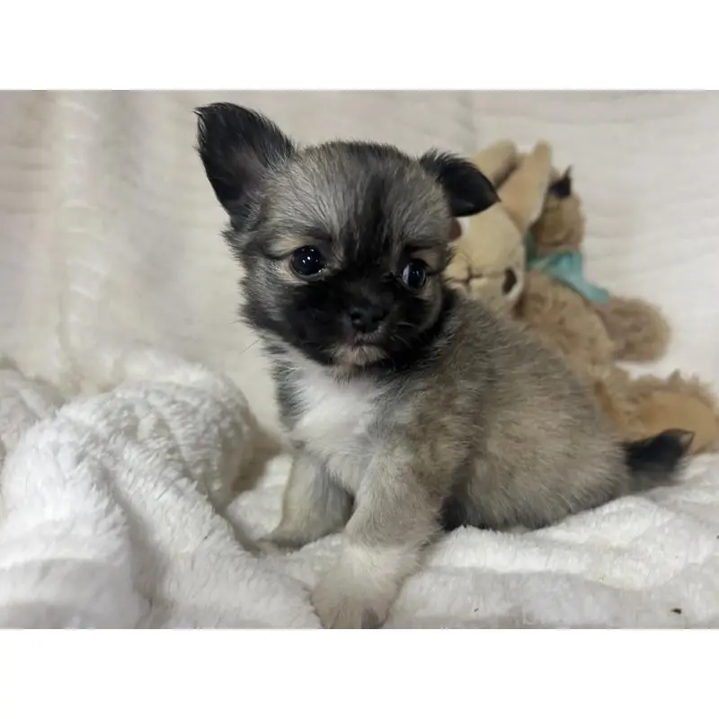 販売中の京都府のチワワ(ロングコート)-454350の4枚目