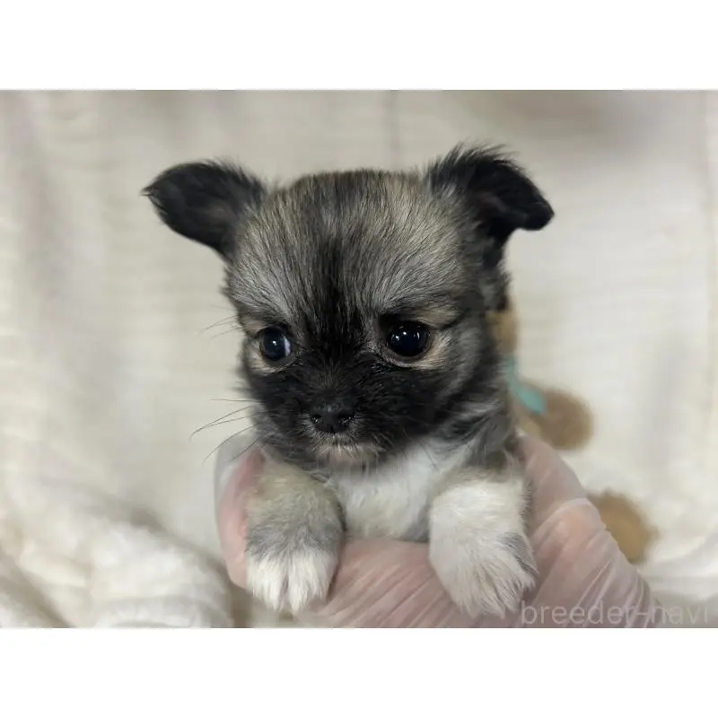 販売中の京都府のチワワ(ロングコート)-454350の3枚目